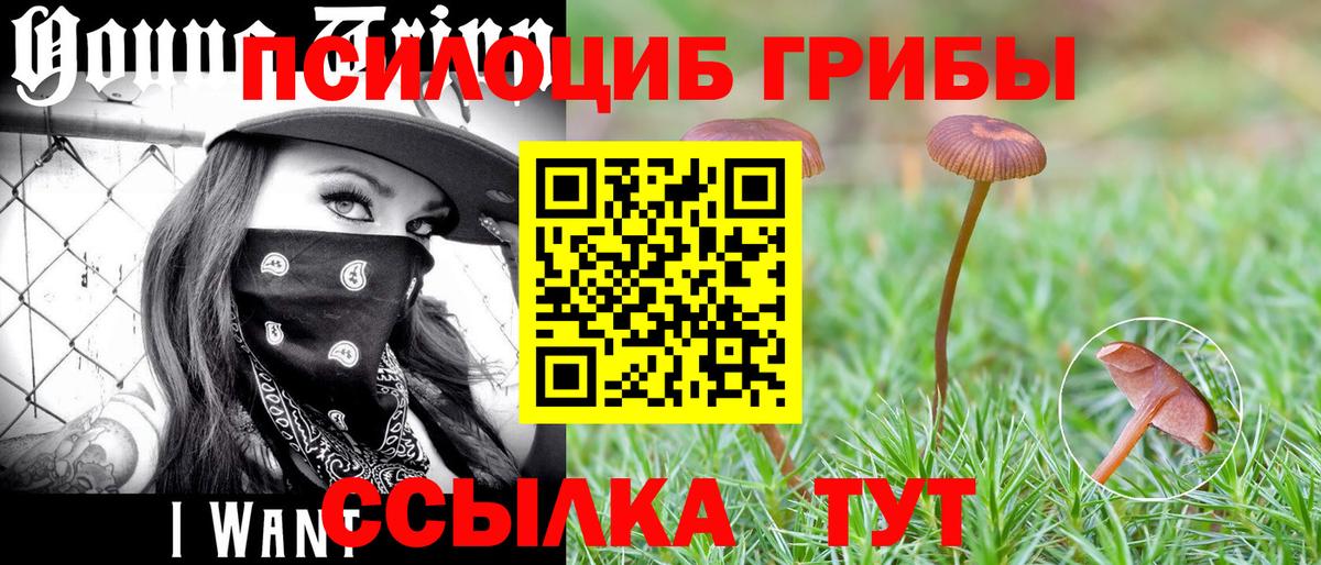 Галлюциногенные грибы Psilocybe Менделеевск